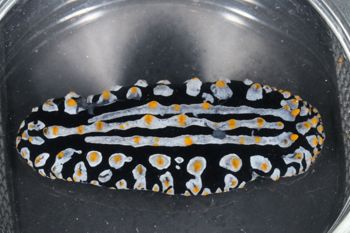 Media type: image;   Malacology 393757 Description: live specimen;